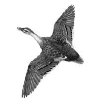 Black Duck in Flight  638 KB