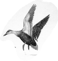 Black Duck Landing  1,319 KB