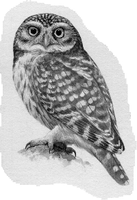 Pygmy Owl  1,641 KB