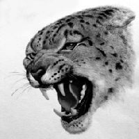 Snow Leopard  1,686 KB